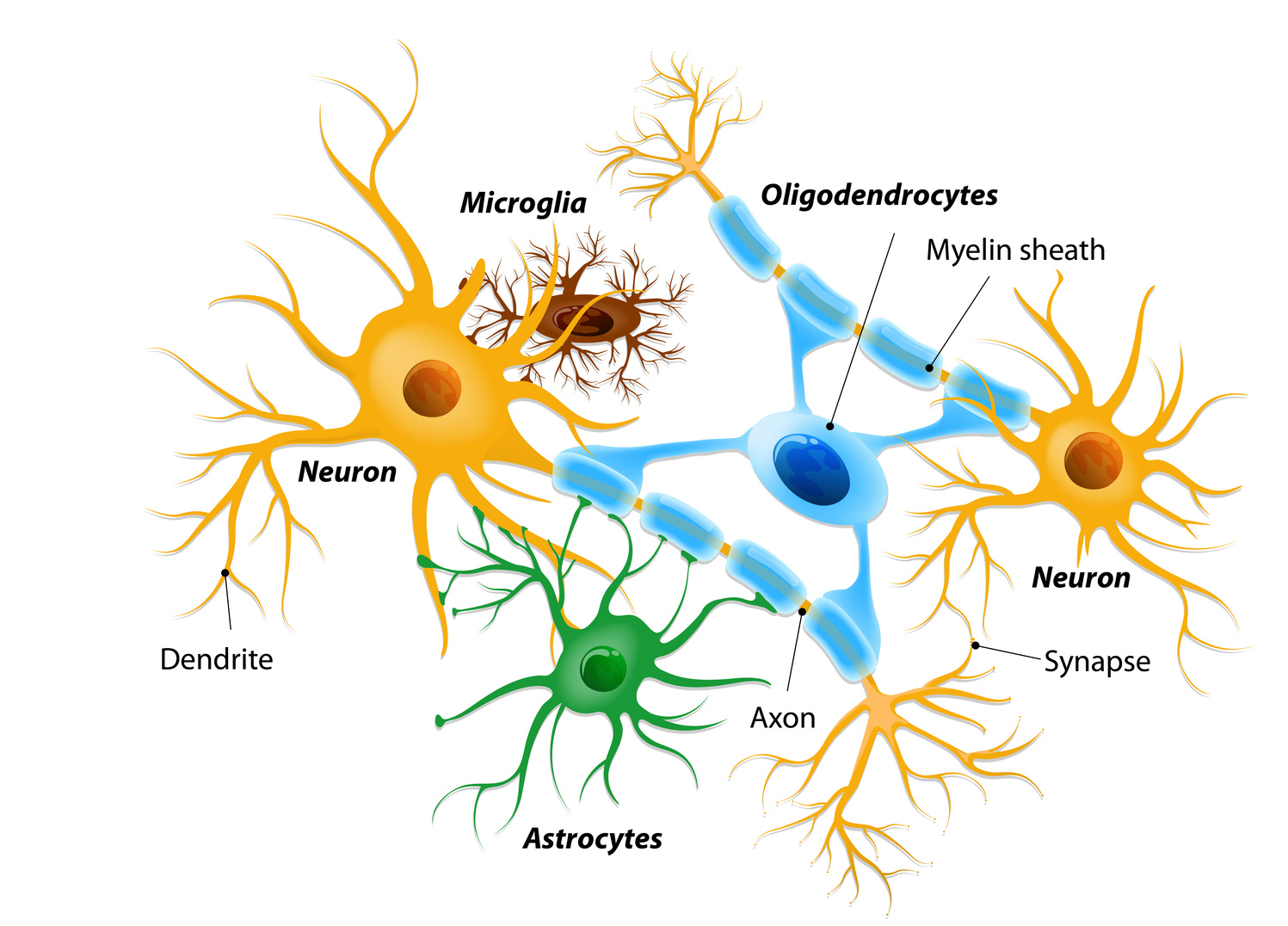 La microglía en el sistema nervioso central Creador: Zhabska T. | Imagen propiedad de: designua - Fotolia Copyright: designua - Fotolia